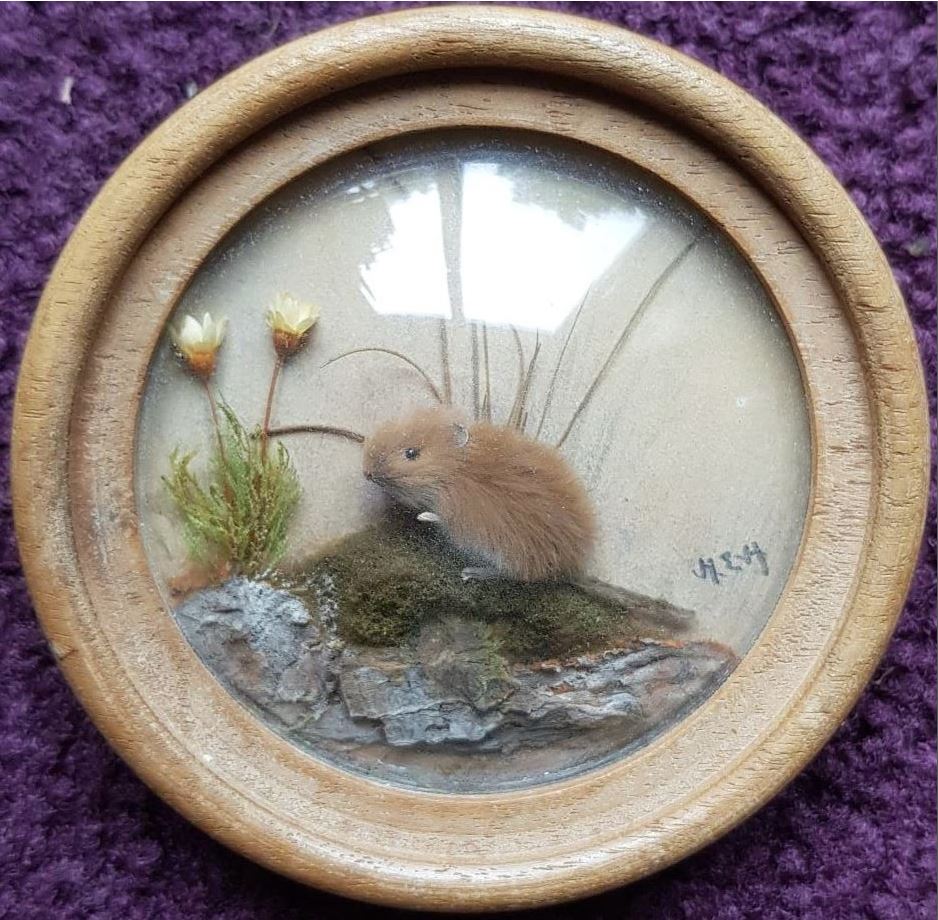 Woodland Jumping Mouse (Version 2)